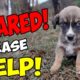 Abandoned Puppy was Scared to Death after being Thrown Away Until This Happened