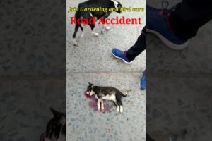 Accident Street Dog. Street Dog Rescue #Shorts #shortsvideo#Trending