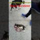 Accident Street Dog. Street Dog Rescue #Shorts #shortsvideo#Trending