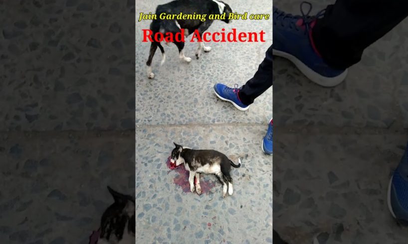 Accident Street Dog. Street Dog Rescue #Shorts #shortsvideo#Trending