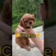 Adorable Puppies Pick Their Own Names! #Shorts