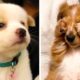 Adorable puppies are having fun playing! Please watch this video to the end! 😋😍| Cute Puppies