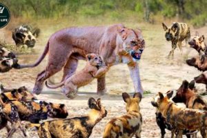 African Wild Dogs Attack Lions And The End - Wild Animals Fighting