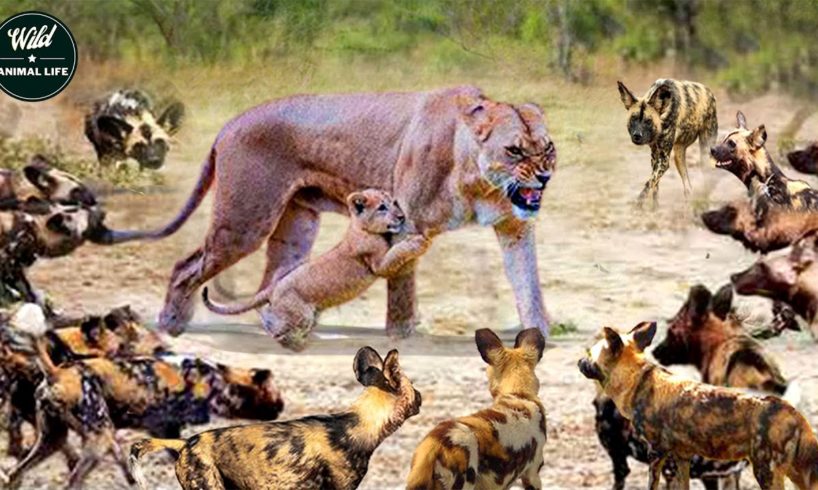 African Wild Dogs Attack Lions And The End - Wild Animals Fighting