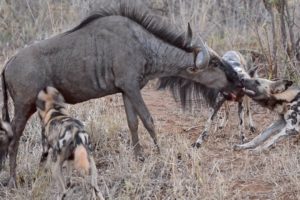 African Wild Dogs Attack and Eat Wildebeest - Animal Fighting | ATP Earth
