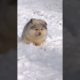 Alaskan Malamute Dog Playing In Snow 🌨️❄️ #shorts #dog #alaskanmalamute #puppy #animals #subscribe