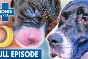 All-Night Puppy Birth for Beloved Family Dog | Best of Bondi Vet Ep5 | Bondi Vet Full Episodes