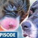 All-Night Puppy Birth for Beloved Family Dog | Best of Bondi Vet Ep5 | Bondi Vet Full Episodes