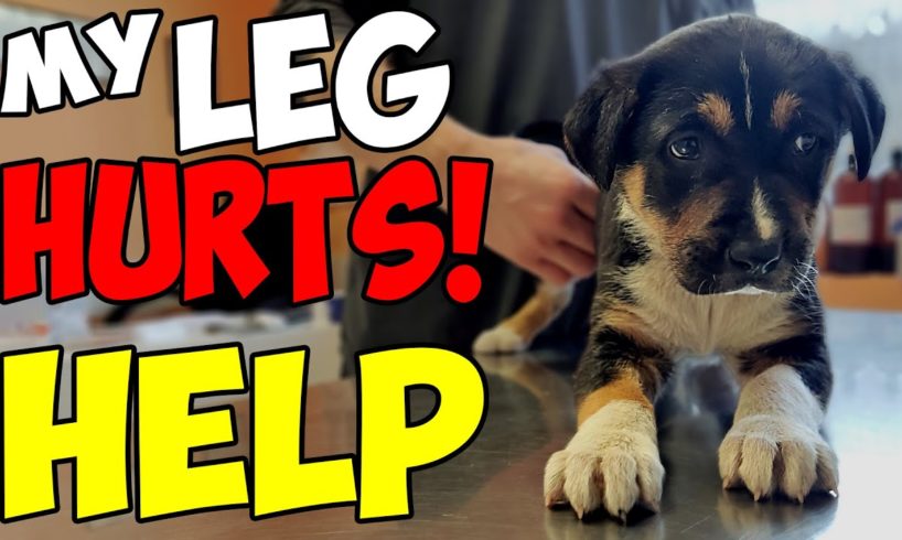 Amazing Rescue of an Injured Dog with a Broken Leg, but with a Loving Heart