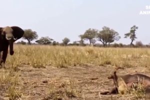 Amazing Wild Animals Attacks  Wild Animal Fights Caught On Camera   Wild Animals Ultimate Fights