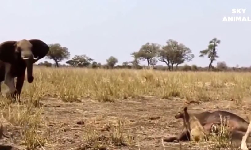 Amazing Wild Animals Attacks  Wild Animal Fights Caught On Camera   Wild Animals Ultimate Fights
