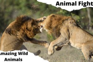 Amazing Wild Animals Fights Caught on Camera - Animal Fight Compilation