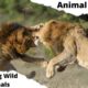 Amazing Wild Animals Fights Caught on Camera - Animal Fight Compilation