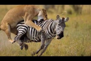 Amazing lion vs wild animal attacks_ wild animal fights captured by camera