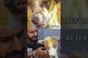 Amazing recovery of an abused dog | Dog rescue