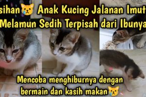 Anak Kucing Jalanan Menangis Sedih Terpisah dari Ibunya Dia Kelaparan Kesepian | Street Cat Feeding