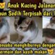 Anak Kucing Jalanan Menangis Sedih Terpisah dari Ibunya Dia Kelaparan Kesepian | Street Cat Feeding