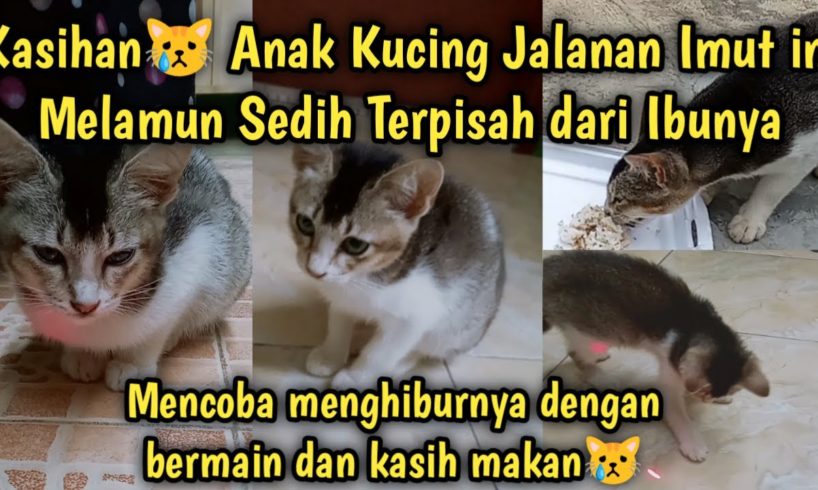 Anak Kucing Jalanan Menangis Sedih Terpisah dari Ibunya Dia Kelaparan Kesepian | Street Cat Feeding