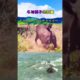 Animal Epic Battle Wild Animal Fights。Fight Moments Of Wild Animals，Follow me please.