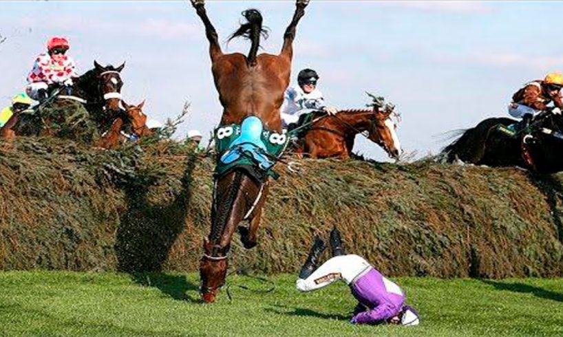 Animal Fails of the Week 1 February 2016 - Animal Fail Videos - Animal Fails Compilation 2016