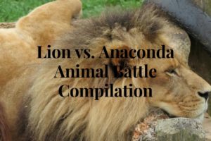 Animal Fights : Lion vs Anaconda | Animal Battle Compilation