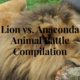 Animal Fights : Lion vs Anaconda | Animal Battle Compilation