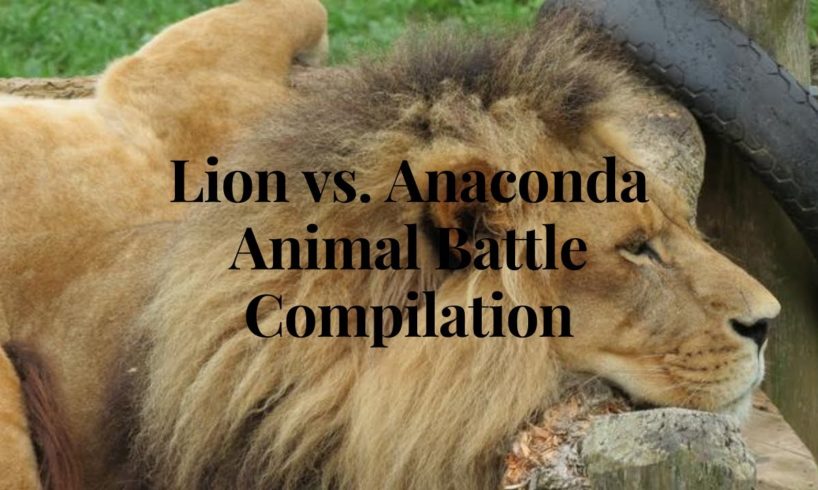 Animal Fights : Lion vs Anaconda | Animal Battle Compilation