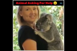 Animals Asking For Help To Human's #2 | Animal Rescues | Amazing Facts |#shorts