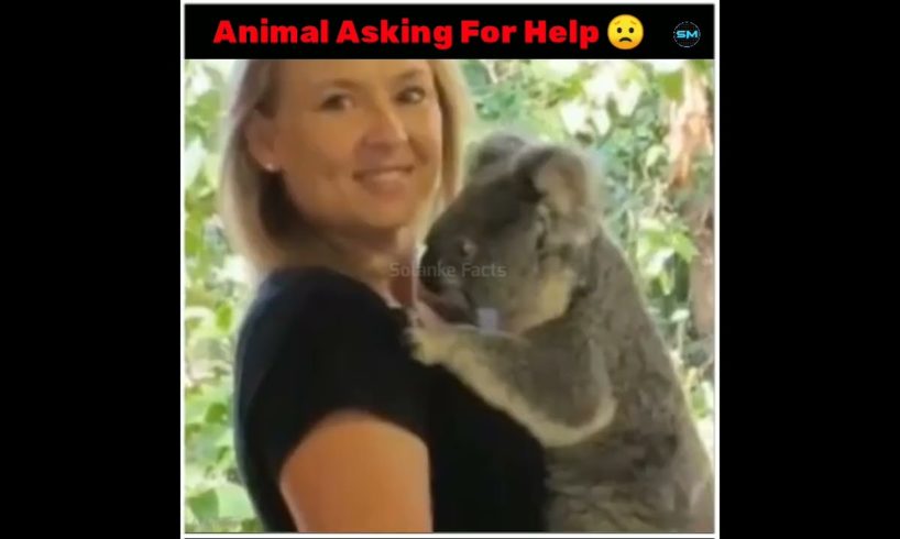 Animals Asking For Help To Human's #2 | Animal Rescues | Amazing Facts |#shorts