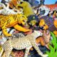 Animals - Lion, Tiger, Cheetah, Bob Cat, Jaguar, Rhino, Hippo, Elephant 13+