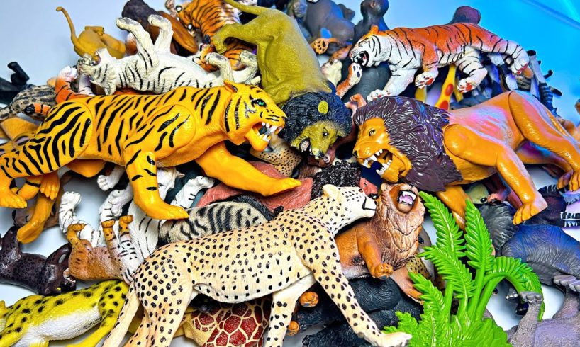 Animals - Lion, Tiger, Cheetah, Bob Cat, Jaguar, Rhino, Hippo, Elephant 13+