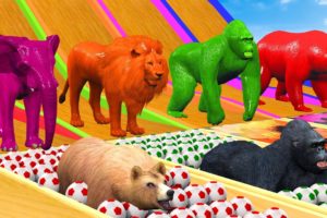 Animals Water Slide Jump Over In Soccer Balls Buffalo, Gorilla, Zombie T-Rex, Tiger, Hippopotamus