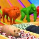Animals Water Slide Jump Over In Soccer Balls Buffalo, Gorilla, Zombie T-Rex, Tiger, Hippopotamus