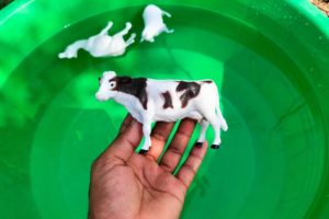Animals in Water Cow, Fox, Sheep, Leopard, Dog, Rhinoceros, Tiger, Zebra, For Kids Learning Video