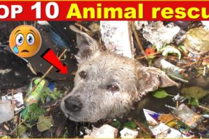 Animals in disaster || Top 10 animal rescues || rescue team