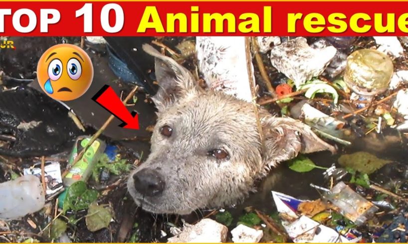 Animals in disaster || Top 10 animal rescues || rescue team