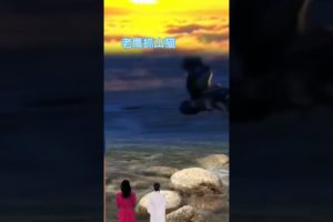 Animals of South America 4K Scenic #wild animals #animals # Animal Fighting #short 10