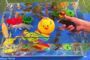 Aquarium, Colorful Cute Animals, Field Crab, Duck, Koi Fish, Clownfish, Dolphin, Betta, Turtle