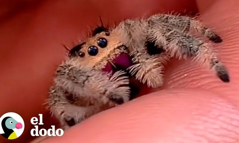 Araña saltadora súper linda es TAN descarada | El Dodo