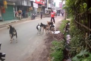 Asian dog love fight But Asian dogs are more friendly than any other type of dog in the world