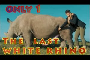 Aventura With Rhino White Todavia Big Animals hanya tersisa 2 saja on the world animais Romana