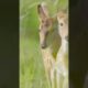 Baby Axis Deer Hawaii #shorts - Cute Baby Animals. Little Deer on Maui Playing Together in a Meadow