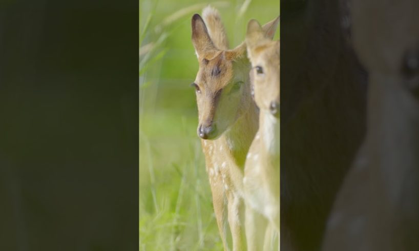 Baby Axis Deer Hawaii #shorts - Cute Baby Animals. Little Deer on Maui Playing Together in a Meadow