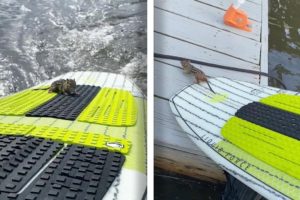 Baby Chipmunk Rescued On Paddleboard | ANIMAL RESCUES