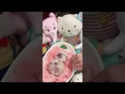 Baby Dogs - Funniest & Cutest Puppies #4 - Funniest Puppies 😍😍2022