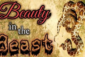 Beauty in the beast.Wild animal fight