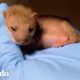 Bebé  pequeño encontrado decide que un conejito de peluche es su mamá | Pequeño y Valiente | El Dodo