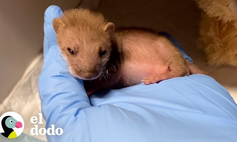Bebé pequeño encontrado decide que un conejito de peluche es su mamá | Pequeño y Valiente | El Dodo