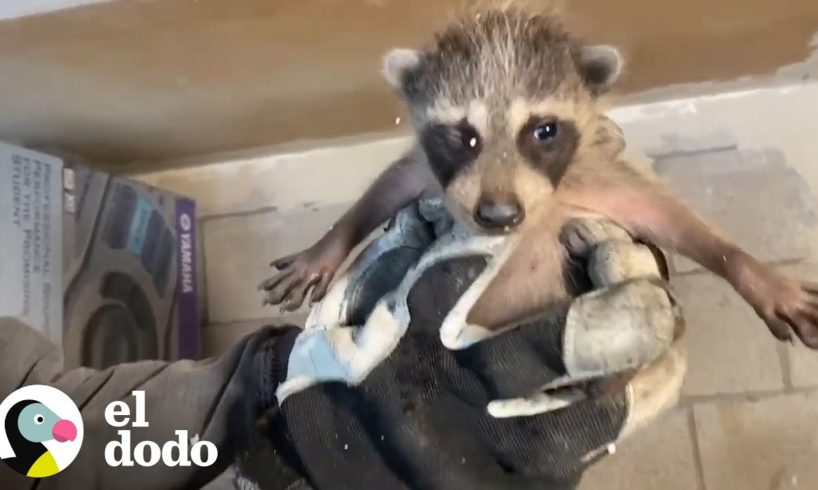 Bebés mapaches son reunidos con su mamá | El Dodo