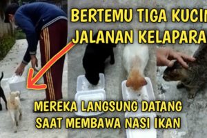 Bertemu Tiga Kucing Jalanan Kelaparan Mereka Langsung Menghampiriku | Video Sedih Kucing Jalanan